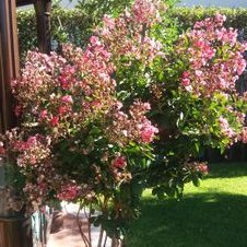 Profile Picture of AURELIA  SANCHEZ (@tukinake) on Twitter