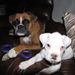 Profile Picture of Lura Mcelhearn (@lura59) on Pinterest
