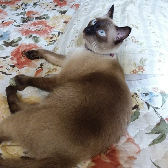 Profile Picture of Maria mirasol Afuang (@miraslife) on Poshmark