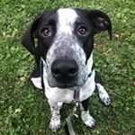 Profile Picture of Chip Chapman (@chipchapman_thepup) on Instagram