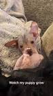 Profile Picture of   our lock down puppy Daisy!... (@rebeccadrane) on Tiktok