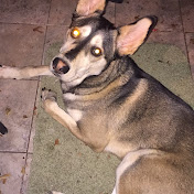 Profile Picture of Jacob Gross (@jacobgross3233) on Youtube