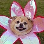 Profile Picture of JérOme Dupuy (@chienfleur) on Instagram