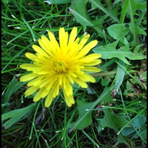 Profile Picture of Catherine Siesser (@betobynga) on Poshmark