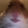 Profile Picture of King Hamster (@kinghamsterbs) on Tiktok