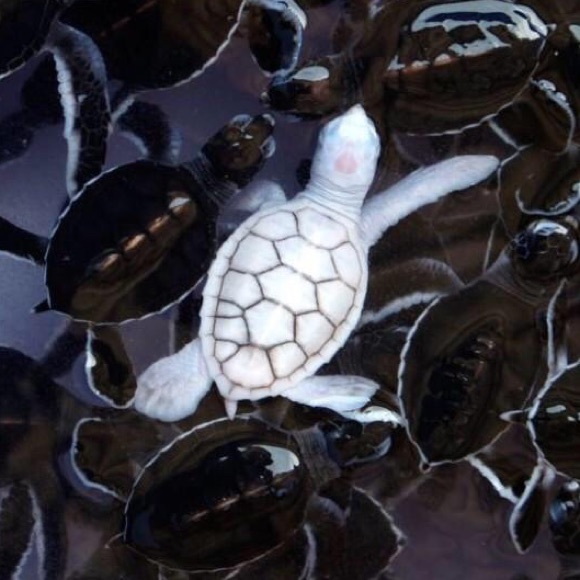 Profile Picture of Jade Gandara (@jadegandara) on Poshmark