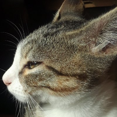 Profile Picture of Max Boswell (@MaxBoswell7) on Twitter
