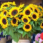 Beth Handley - Instagram Profile Picture of Beth Handley (@handley4389) on Instagram