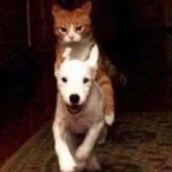 Profile Picture of Cian Creith (@keyin999) on Poshmark