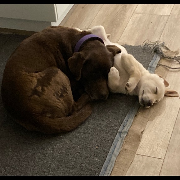 Profile Picture of Ellie Simpson (@izzy_rock) on Poshmark