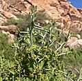 Profile Picture of Ziziphus obtusifoliaon Wikipedia