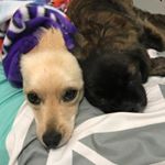 Profile Picture of Kayla Davis (@hershey_and_harley) on Instagram