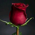 Profile Picture of kacie Roberts (@r.k_wonder_) on Instagram