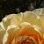 Profile Picture of LUKE WINDSOR (@lukew1082) on Pinterest