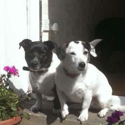 Profile Picture of Jeanette Higgins (@higgins_netty) on Twitter