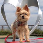 Junko Shigeno - Instagram Profile Picture of Junko Shigeno (@shigenoj) on Instagram