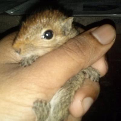 Profile Picture of Neil Fernandes (@unosempre1) on Twitter