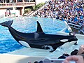 Profile Picture of Corky (orca)on Wikipedia