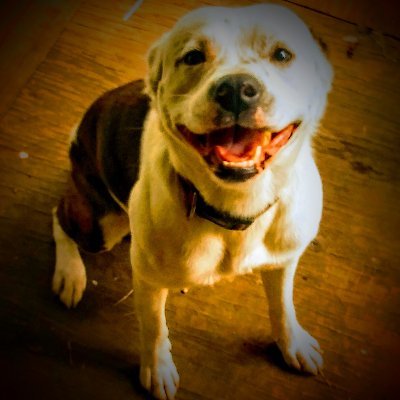 Profile Picture of Lynn Maynard (@LynnMay08703516) on Twitter