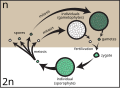 Profile Picture of Sporeon Wikipedia