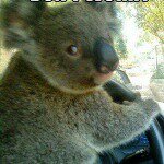 Profile Picture of Terrie Wright (@kola_bear1) on Instagram