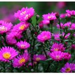 Profile Picture of Wictoria Kowalski (@wictoriakowalski) on Instagram