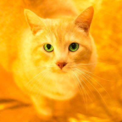 Profile Picture of andrew_azzy (@andrew_azzy) on Tiktok