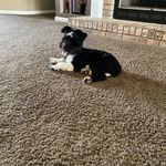 Profile Picture of Lucy mayhew (@lucy_luna_mayhew) on Instagram