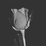 Profile Picture of guptill (@guptill44) on Instagram