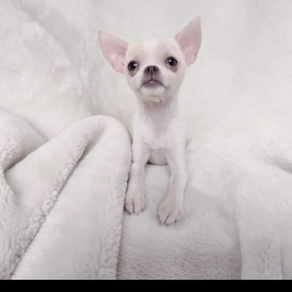 Profile Picture of Alejandro Valentino (@alejandroval719) on Poshmark