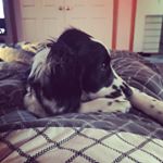 Profile Picture of gordon_the_springer_spaniel (@gordon_the_springer_spaniel) on Instagram