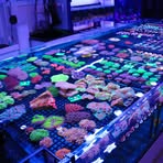 Profile Picture of Candy Corals (@Candy-Corals) on Facebook