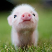 Bill McCann - Youtube Profile Picture of Bill McCann (@billmccann4787) on Youtube