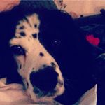 Profile Picture of bart the springer spaniel (@_bart.the.spaniel_) on Instagram