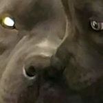 Profile Picture of Gary Man (@groundpounderbullies1) on Instagram