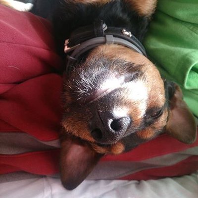 Profile Picture of Nindynoo (@LindaCottrell5) on Twitter