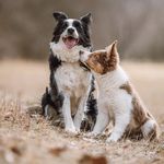 Profile Picture of Cloe & Chamberlain (@border_cloe_a_chamberlain) on Instagram