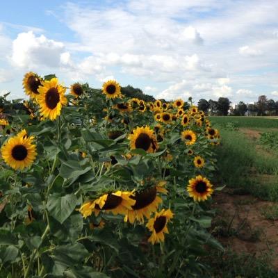 Profile Picture of Catherine Yoon (@olllipo) on Twitter