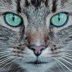 Profile Picture of Kevin F2009 (@Kevin F2009) on Flickr
