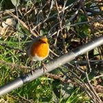 Profile Picture of Christopher FENECH (@chrisfenechmcbseafoods) on Instagram