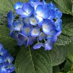 Profile Picture of Shelly Ludwig (@mrsludwigscustom) on Instagram