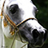 Profile Picture of Gina Dupree (@ArabianFancy) on Flickr
