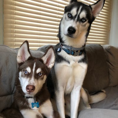 Profile Picture of Sean Leroy (@big_Le_Roy) on Twitter