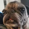 Profile Picture of kevinburge388 (@kevinburge388) on Tiktok