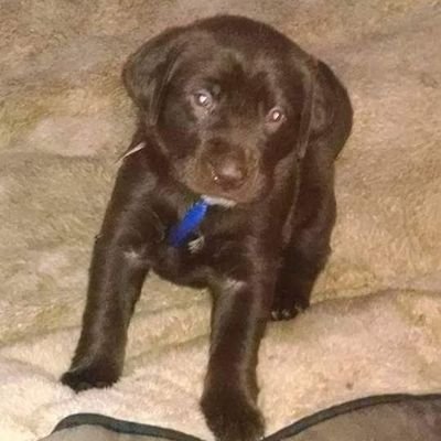 Profile Picture of Todd Weber (@WebJimmie71) on Twitter