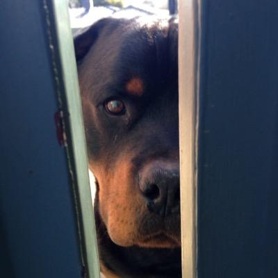 Matt Pike - Twitter Profile Picture of Matt Pike (@ArnoldFanT800) on Twitter