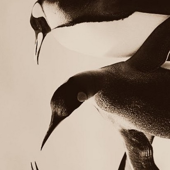 Profile Picture of Chisom Okafor (@hoeney) on Poshmark