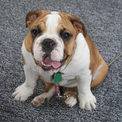 Profile Photo of Bailey Bulldog's Legacy-Bailey, Taz, Munch & Maya (@BaileyBulldog) on Twitter