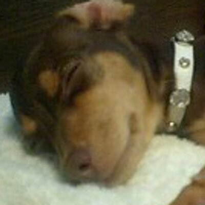 Profile Picture of Azuchi (@azuchi) on Twitter