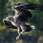 Profile Picture of Steve Jenner (@jenner_steve) on Flickr